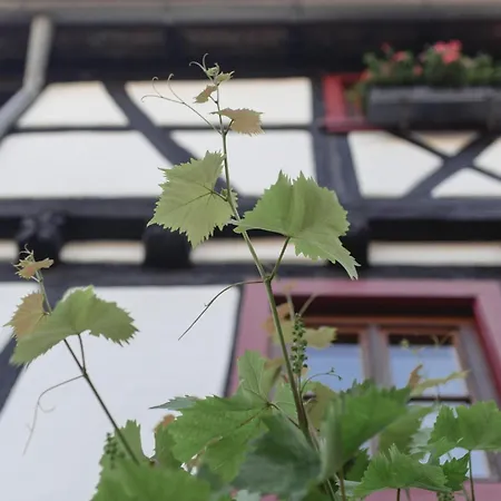 Gaby - Im Weingut Doll * Gleiszellen-Gleishorbach