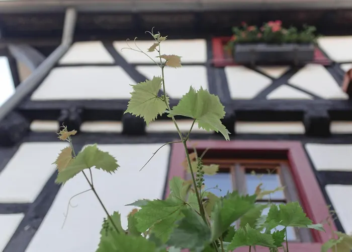 Gaby - Im Weingut Doll * Gleiszellen-Gleishorbach